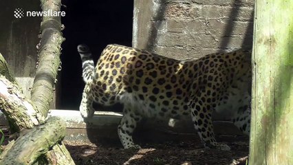 Adorable new-born amur leopard cubs come out of their den