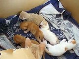 Mamma gatta e i suoi piccoli nati da una settimana