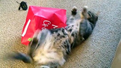 5 Cats Who Fail At Being Cats