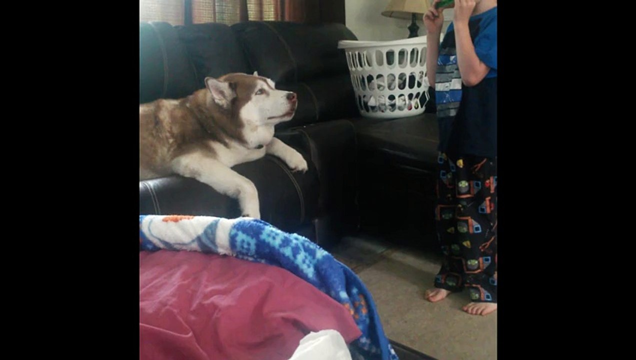 Chubby Husky Sings With Harmonica