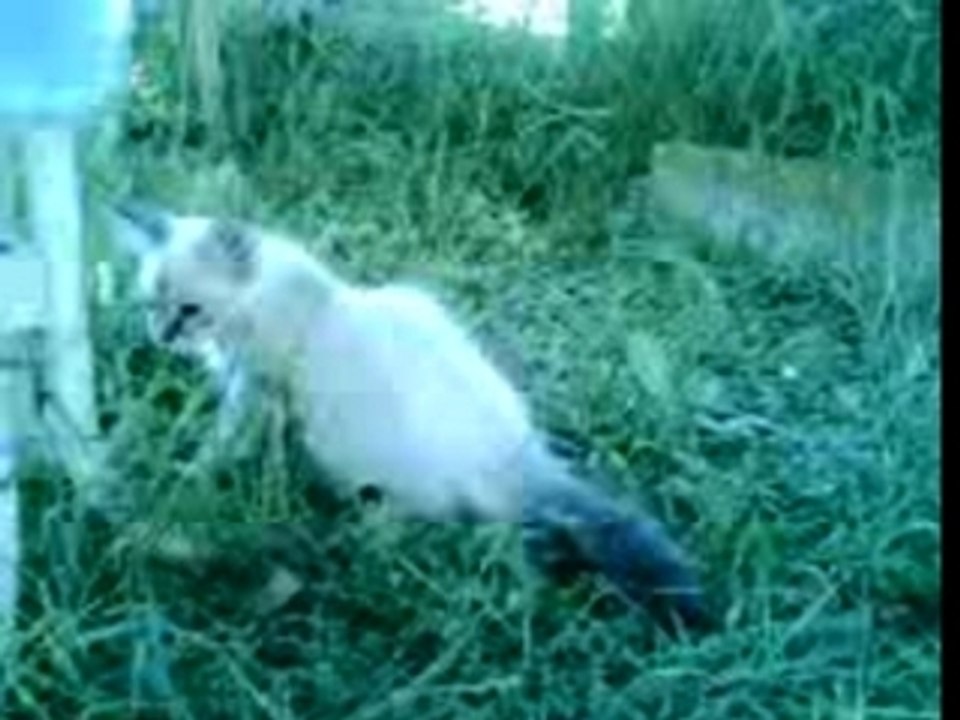 Gatto vuole latte