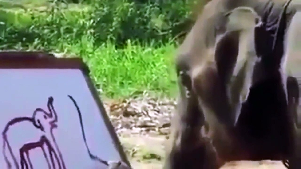 فما حيوانات أذكى من برشة اعباد