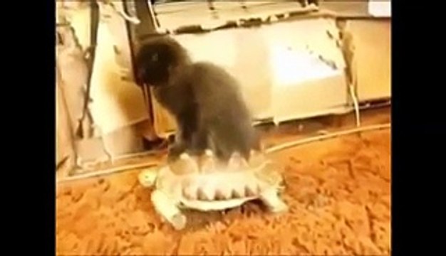 Videos De Risa De Gatos 2016 - Videos Chistosos Gatos - Para Morirse De La Risa 2016
