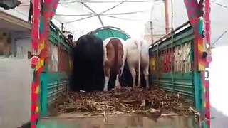 Cow Mandi CAPITAL NAWAB PAKISTAN KARACHI