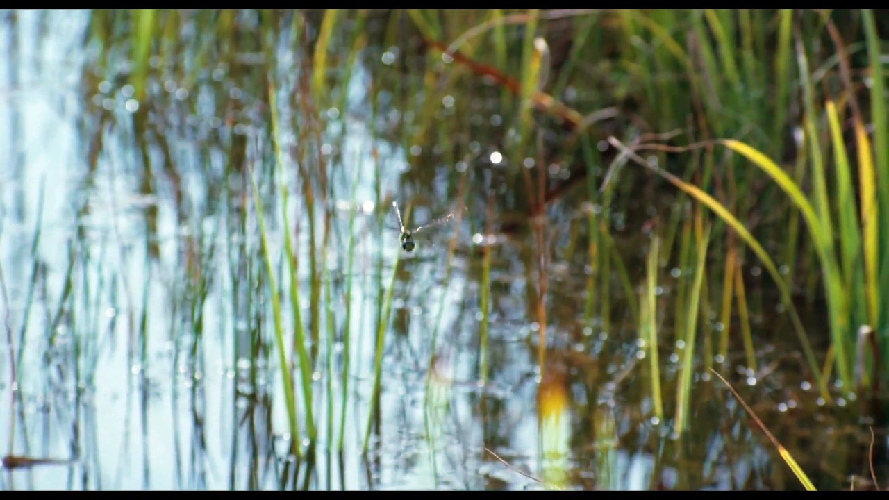 La Clé des champs - Ext - La Libellule
