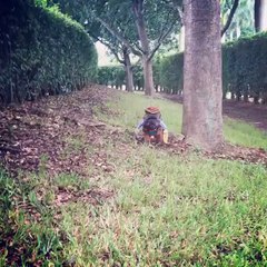 This dog loves dressing up in fancy dresses
