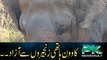Kaavan Elephant Walks Free from Chains.