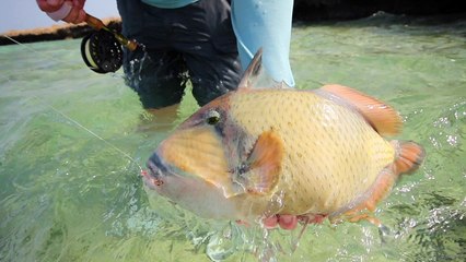 Fishing the Red Sea