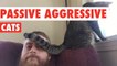 Passive Aggressive Cats Video Compilation 2016