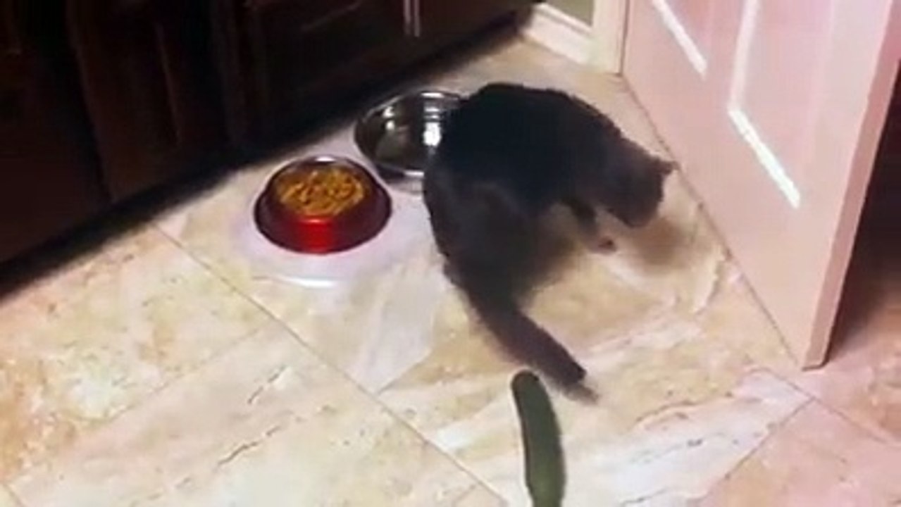 SALATALIK GÖRÜNCE ÇILDIRAN KEDİLER