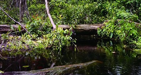 Born to Be Wild (nés pour être libres) VF