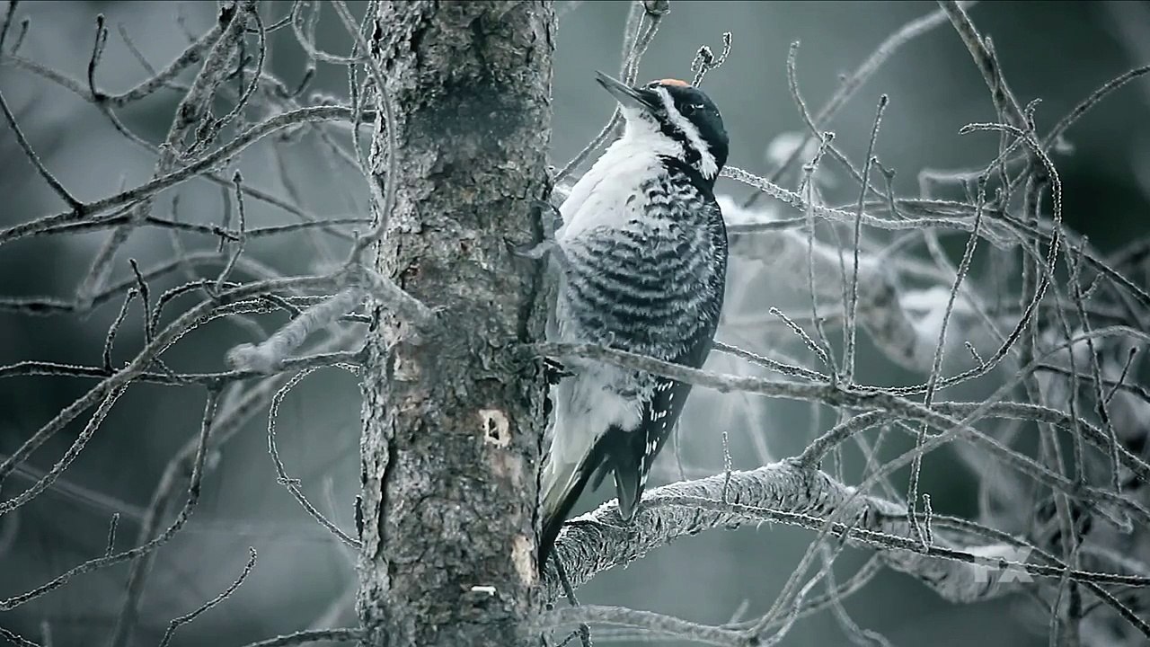 Fargo - Teaser Saison 2
