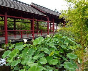 Fleurs de lotus nantaises