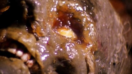 Massacre À La Tronçonneuse - VO