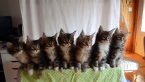 Cute kittens synchronizing cute head shake