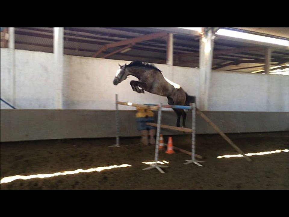 hongre 5 ans Clinton X Corland