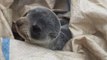 Cute Baby Seal Taken Into Police Custody for Trespassing