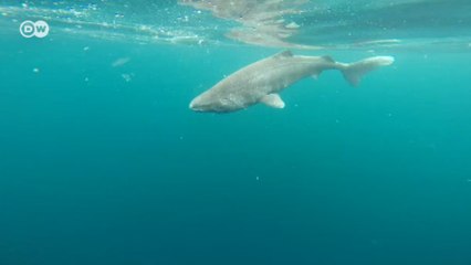 Yüzlerce yıl yaşayan Grönland köpek balıkları