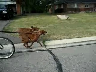 Vizsla Bike Ride 013