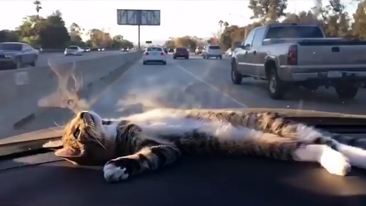 Gatinho de Bobeira no Painel do Carro.