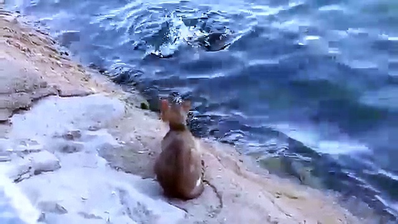 Gato pescador