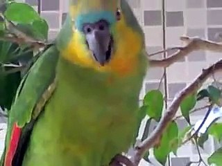 Papagaio que chora como criança