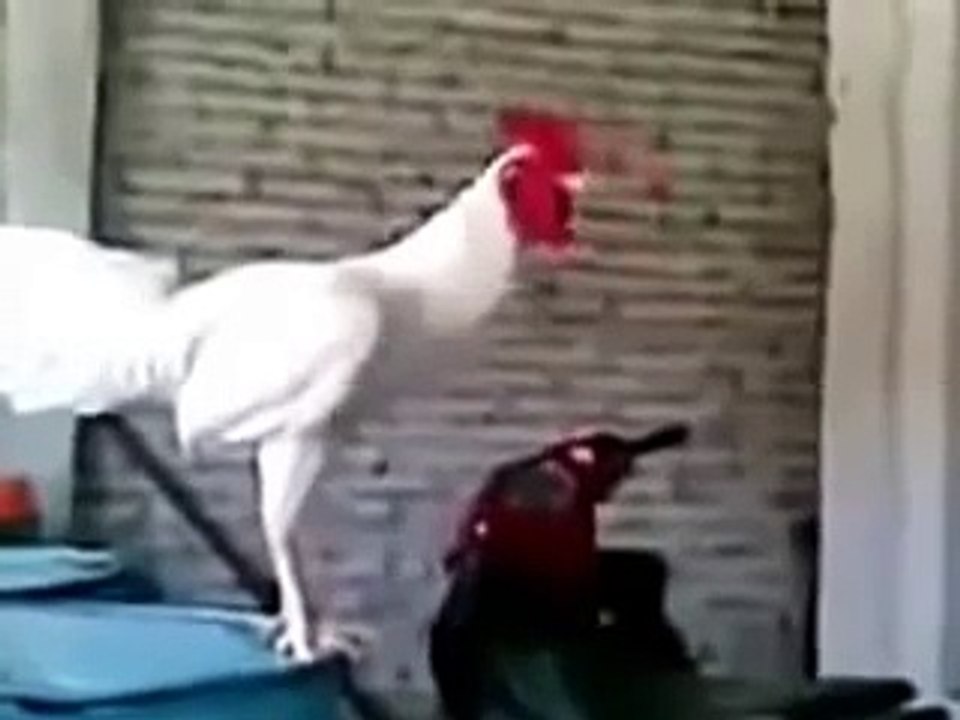 Galo canta e da risada