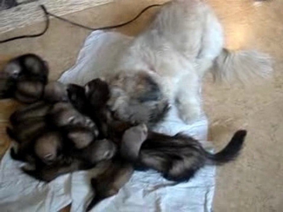 furetons,furette et une chienne