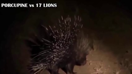 The struggle for survival of animals - hedgehogs, snakes, lions and bears