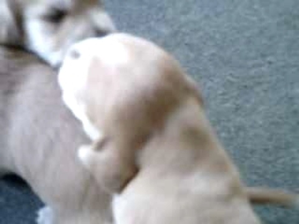 mes chiiots