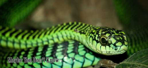 Top 10 Most Venomous Snakes