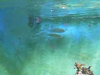 Download Video: Ponte de Chromis Viridis