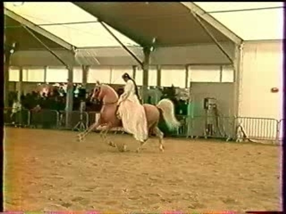 Cheval Etalon Race Crème Palomino