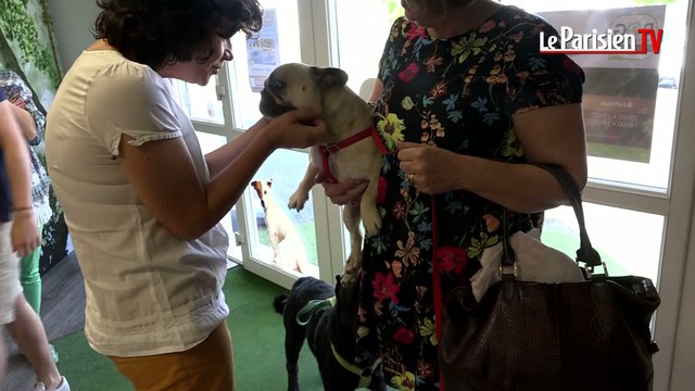 Vacances : un hôtel pour chiens et chats, avec plage et piscine !