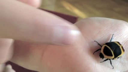 MéreTheresaPGM Cortex le scarabée et ses 4 potes...