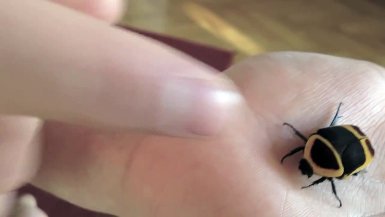 MéreTheresaPGM Cortex le scarabée et ses 4 potes...