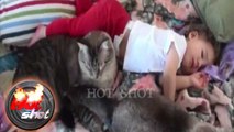 Kisah Kucing Penjaga Bayi - Hot Shot 13 Agustus 2016