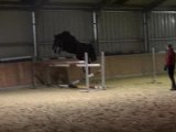 Cheval Holsteiner saute en liberté