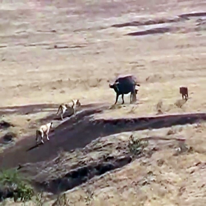 Yavrusunu aslanlardan koruyan Buffalo'ya desteğe gelen arkadaşları