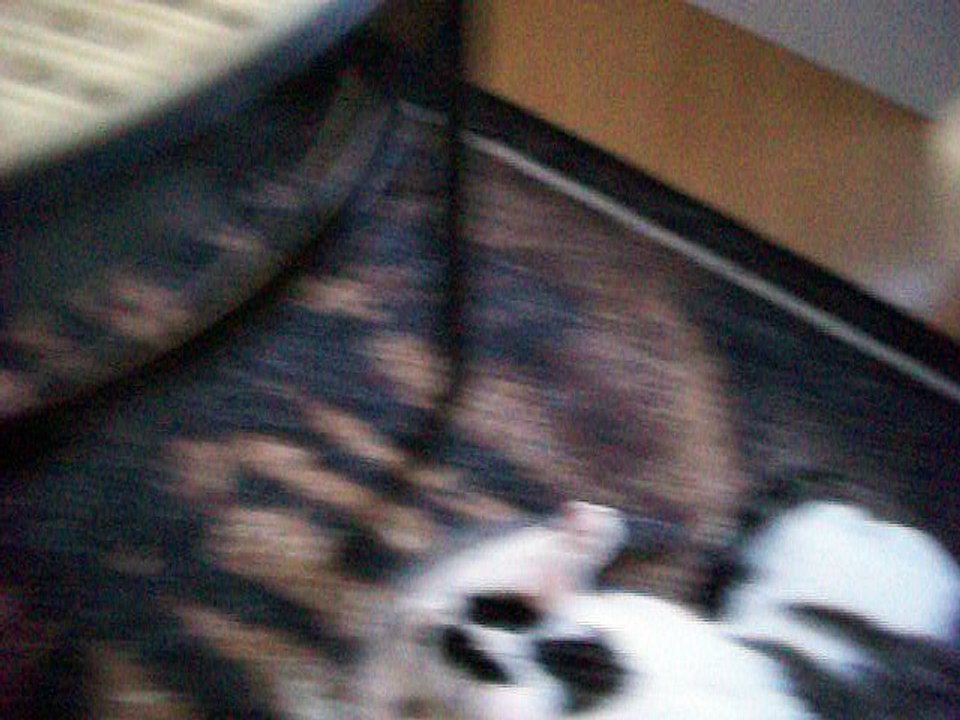 Harvey und Vinzent am 13.08.2016