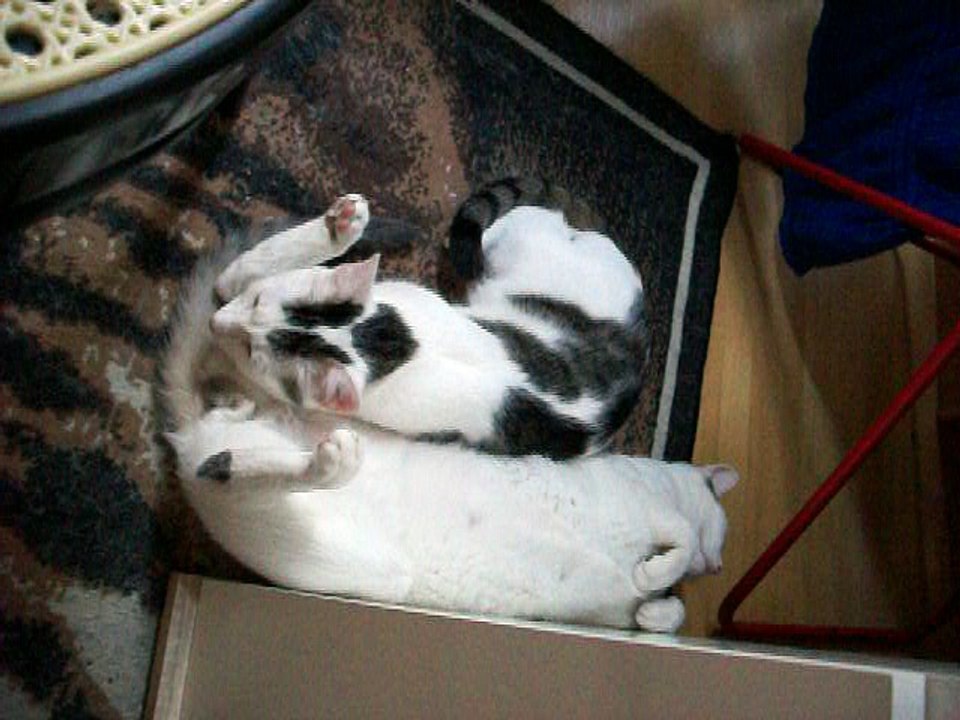 Harvey und Vinzent am 13.08.2016