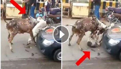 Cow Brutaly killed the man.