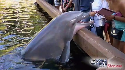 Dolphin Steals Woman's iPad - [FullTimeDhamaal]