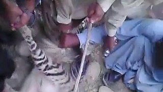 Rare Animal Found From Balochistan