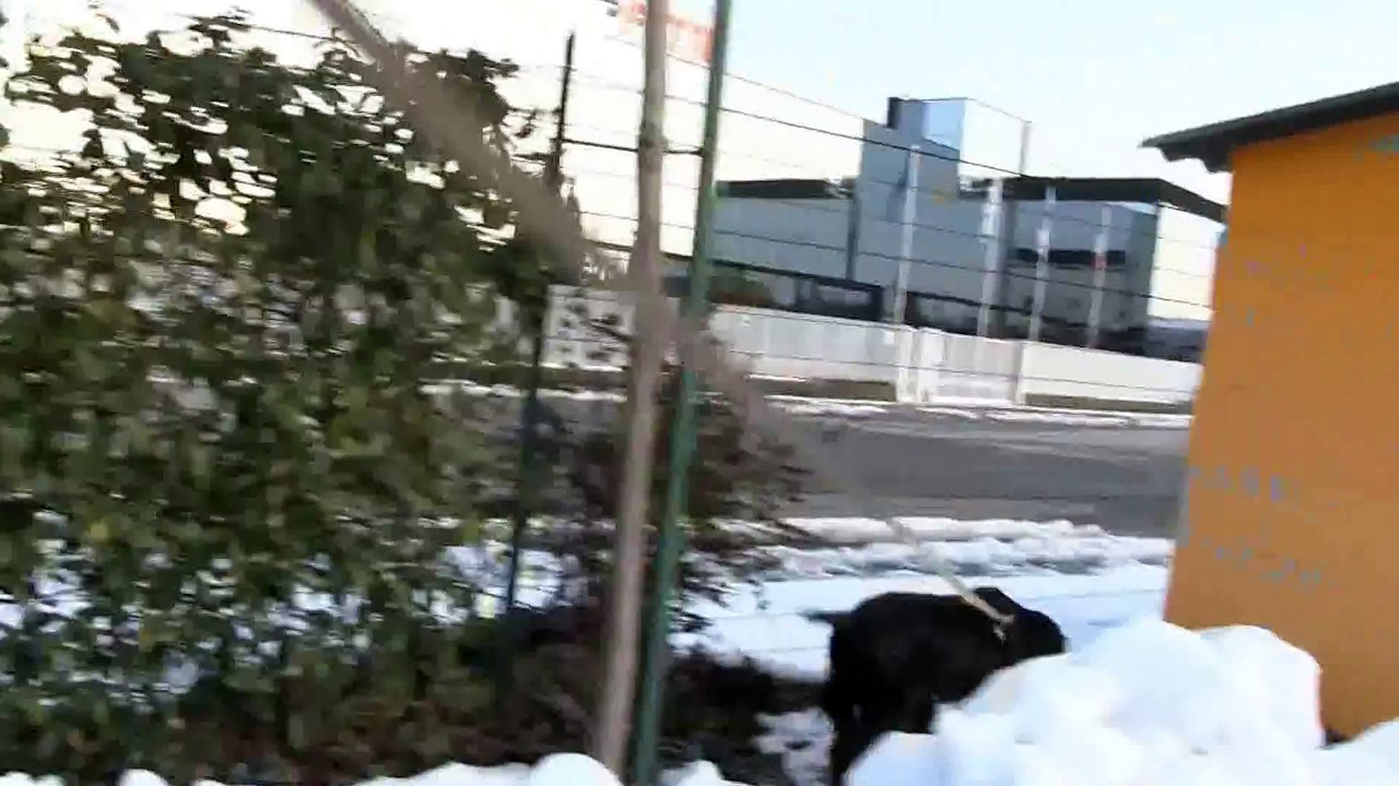 Cocker Spaniel in the snow