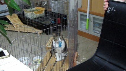 勝手にうさぎエリアに侵入し出られなくなって助けを求めるバカ猫