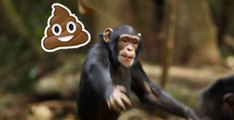 Chimpanzee Gives Zoo Visitors The Ol' Razzle Dazzle And Then Throw Poops At Them