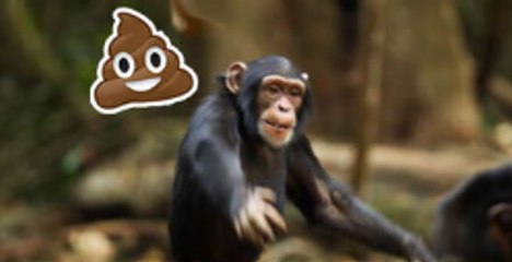 Chimpanzee Gives Zoo Visitors The Ol' Razzle Dazzle And Then Throw Poops At Them