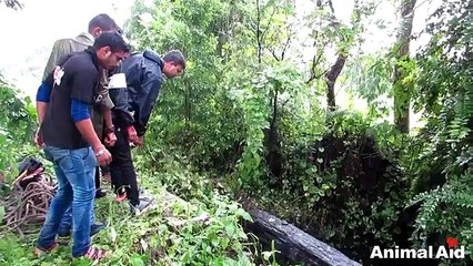 Sauvetage d'un chien tombé dans un puits