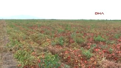 Bursa Salçalık Domatesleri Hastalık Vurdu